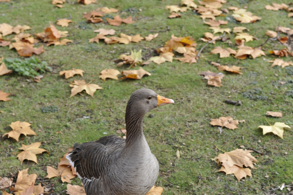 _DSC3560.JPG